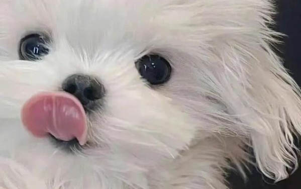 新加坡如何买狗粮便宜的呢