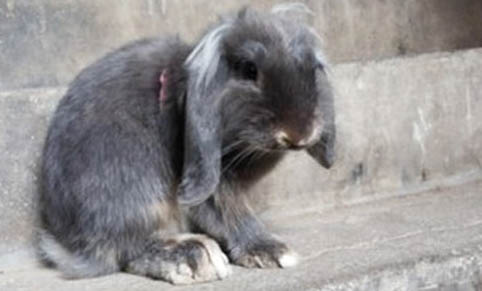 兔子有多胆小？