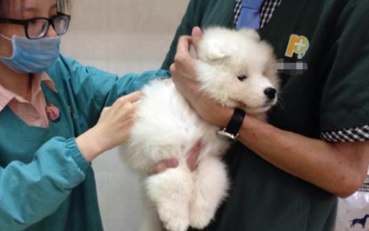 狗狗能喝豆奶粉吗