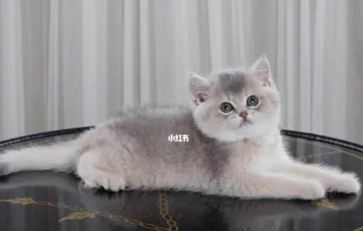 和猫咪一起睡的注意事项