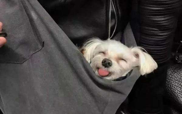 猫咪一切正常但是鼻子堵