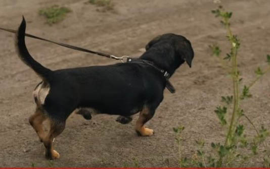 新生小狗眼睛被强行扒开怎么办