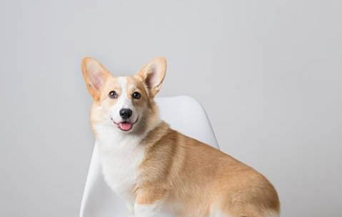 得犬瘟眼睛化脓需要多久