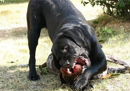 中型短毛犬都有哪些