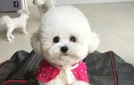 比熊犬和泰迪哪个贵