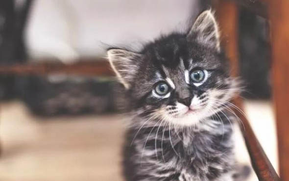 小猫爱咬人怎么办怎样处理