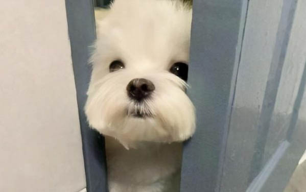 短毛小狗的品种及图片