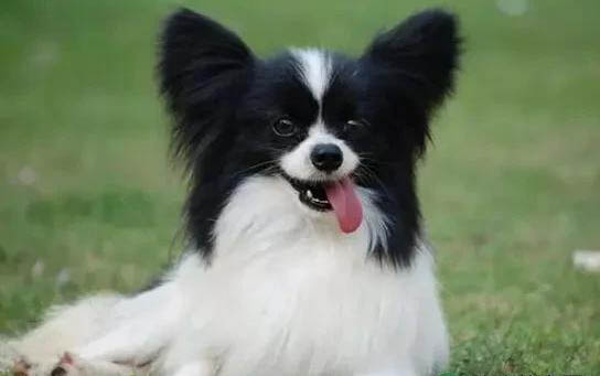 蝴蝶犬鼻子热是什么原因