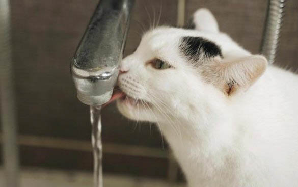 猫咪死了为啥不能埋葬
