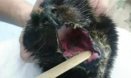 请问猫咪呕吐的原因及处理方法?