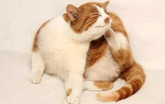 猫咪喉咙有点像咳嗽似的不舒服是怎么回事