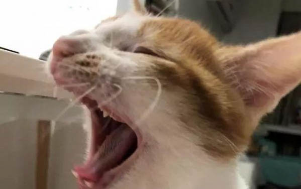 猫血栓能治好吗