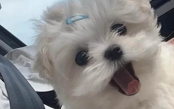 得细小狗狗呕吐怎么办