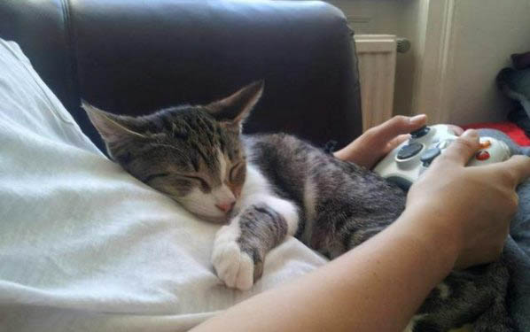 刚出生小猫多久不喝奶会饿死