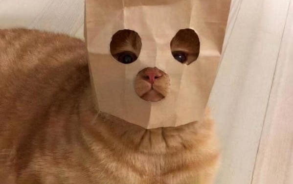 宠物皮堡斯多少钱一只,皮堡斯小猫哪里有卖