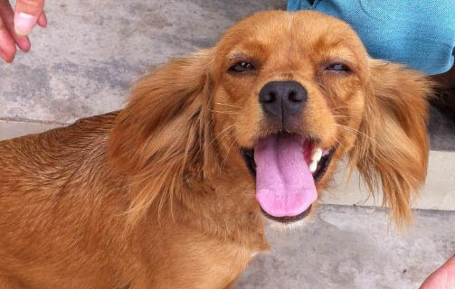 狗狗眼睛有红血丝的原因有哪些