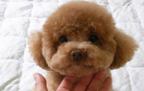 狗狗经过多久才能离开主人