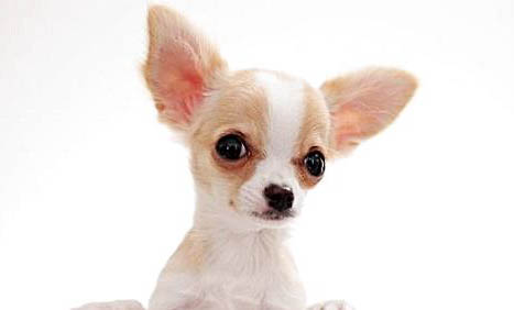 小型犬品种有哪些
