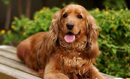 美国可卡犬例假多久后能洗澡