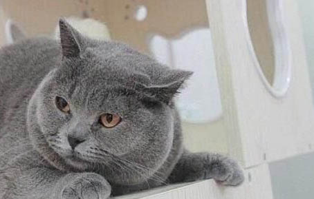 止血药治疗猫尿血吗