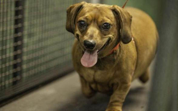 棉花面纱犬哪里有卖