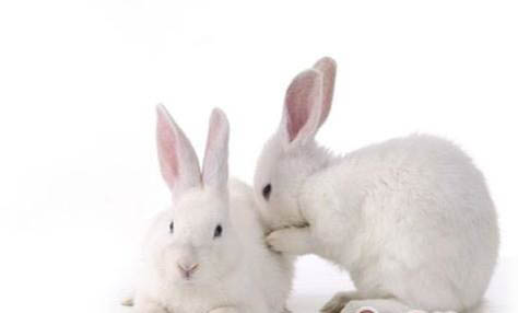 兔子球虫病怎么预防和治疗