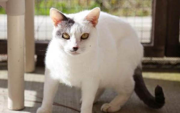 小猫多大可以吃营养膏