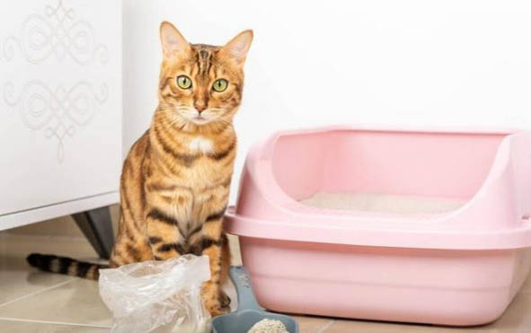 如何教猫咪使用猫砂盆