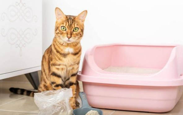 如何教猫咪食用猫砂盆