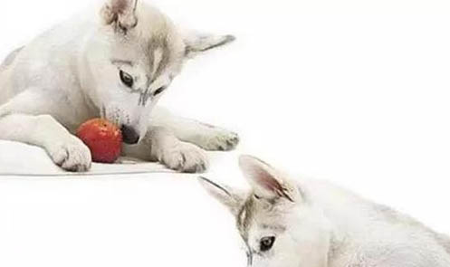 狗子可以吃葡萄吗