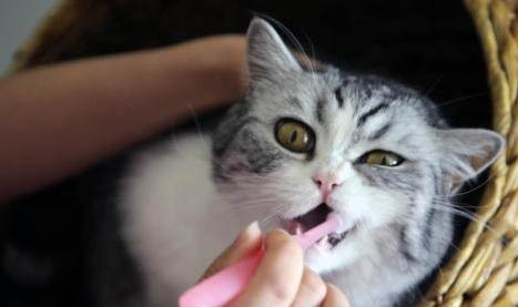 为什么猫喜欢摸下巴