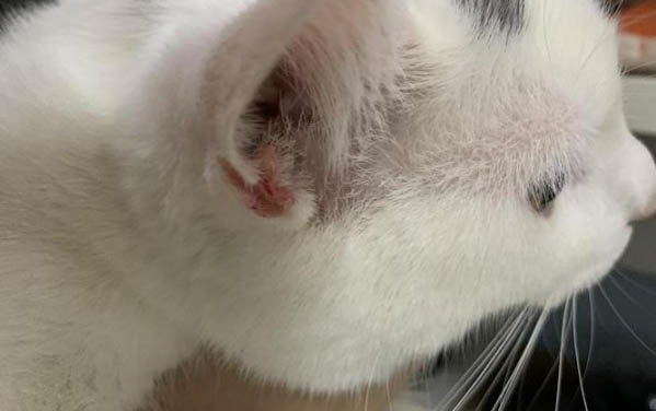 猫可以吃人类的酸奶吗