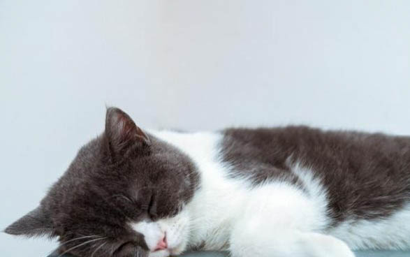 猫咪能上高铁吗