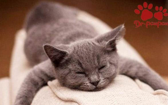 猫养多久后能坐车