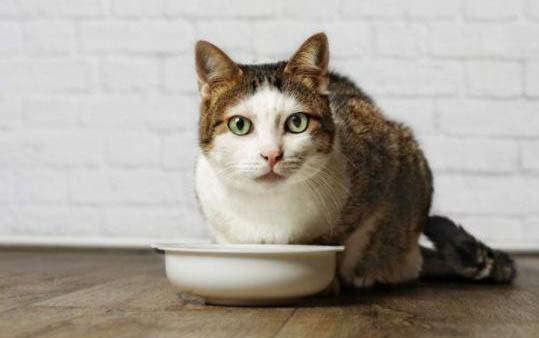 猫咪零食罐头多久吃一次?