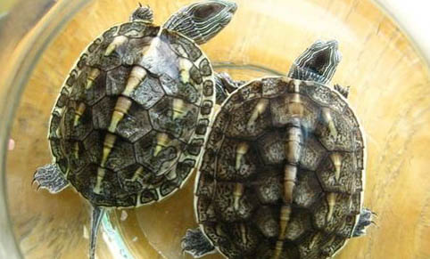 中华花龟的寿命多长