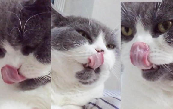 猫咪脖子底下有肿块