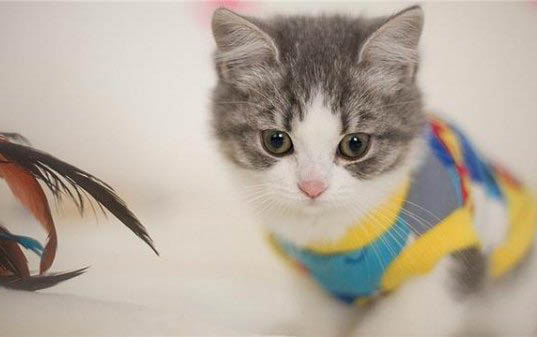 猫吃什么容易长胖
