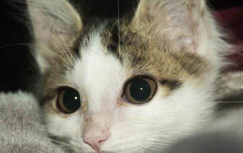 猫的胡须掉了,该怎么办?