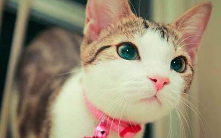 小猫出生后多少天睁眼睛