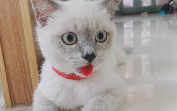 猫咪会因为什么上火吗
