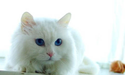 猫咪因为什么得了口炎啊
