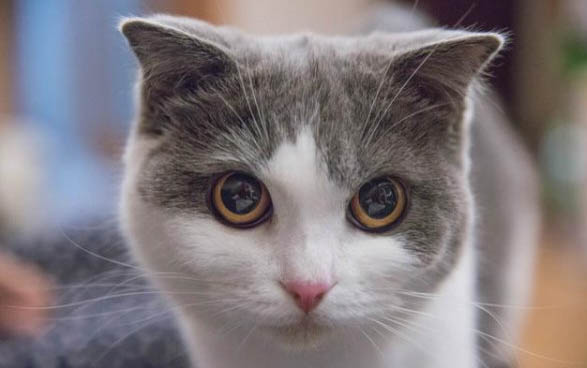 猫怀孕多久会孕吐?