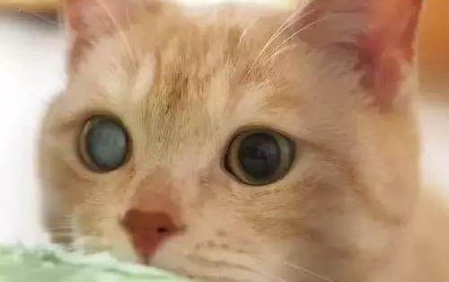 猫拉软便的原因是什么?