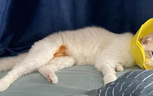 猫咪把木天蓼咬碎吃了有事吗