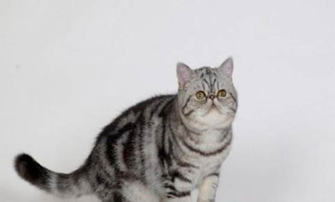 猫咪肚子总是咕噜咕噜的叫是怎么回事?
