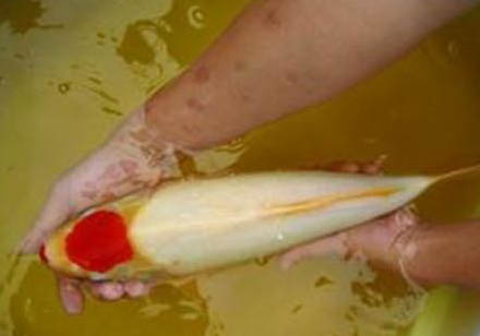 锦鲤鱼一般几天喂一次食
