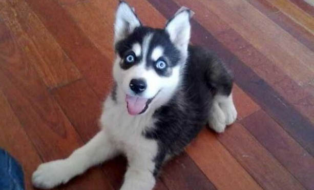 狗狗犬瘟热70天后还是死了是什么原因