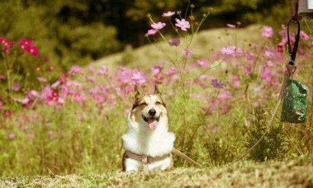 棉花面纱犬哪里有卖