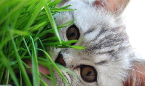 请问猫咪呕吐的原因及处理方法?